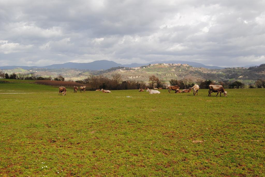 Fattoria Lucciano Villa Borghetto  Eksteriør billede