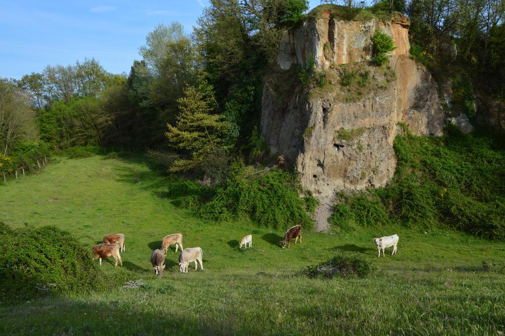 Fattoria Lucciano Villa Borghetto  Eksteriør billede