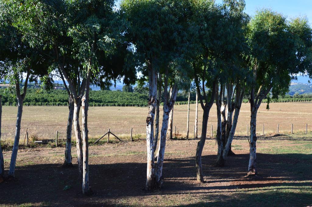 Fattoria Lucciano Villa Borghetto  Eksteriør billede