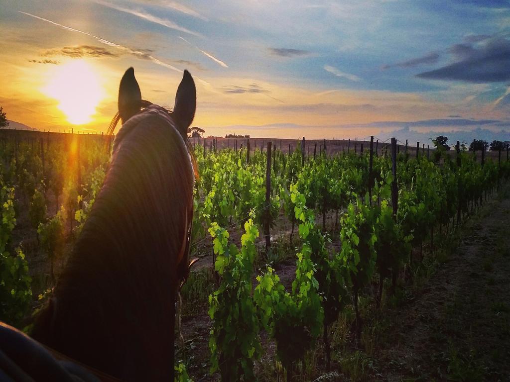 Fattoria Lucciano Villa Borghetto  Eksteriør billede