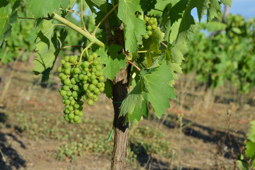 Fattoria Lucciano Villa Borghetto  Eksteriør billede